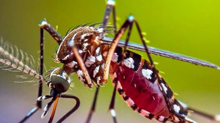 Confirman 14 casos de dengue en Rapa Nui: dos personas permanecen hospitalizadas
