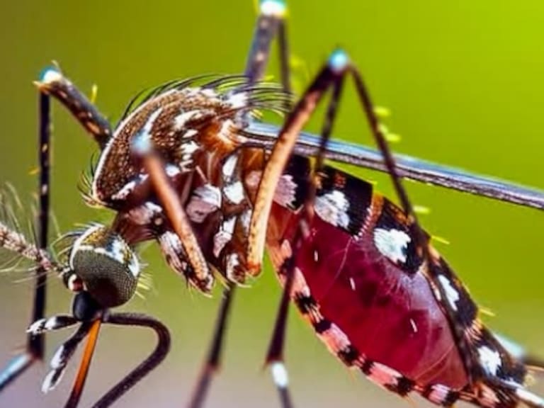 Confirman 14 casos de dengue en Rapa Nui: dos personas permanecen hospitalizadas
