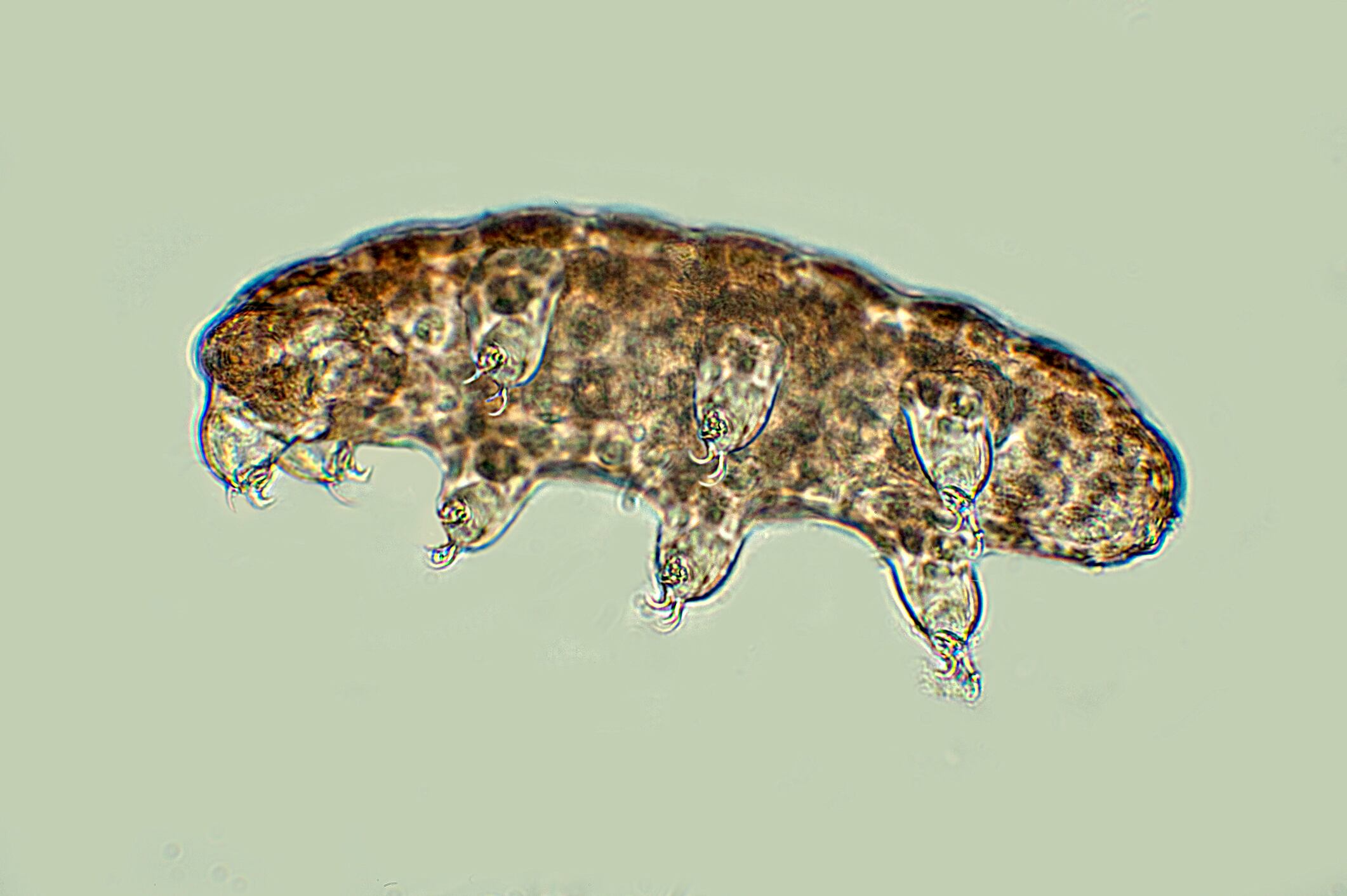 Water Bear, Phylum Tardigrade, showing all eight 8 legs, microscopic, free swimming, microscope, freshwater, Blue background, outline, transparent, White Light Illumination, pond, can survive tremendous heat and cold, radiation and vacuum, turns into rest