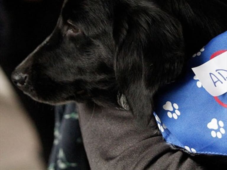 Revelan la razón por la que los perros aúllan al escuchar una sirena