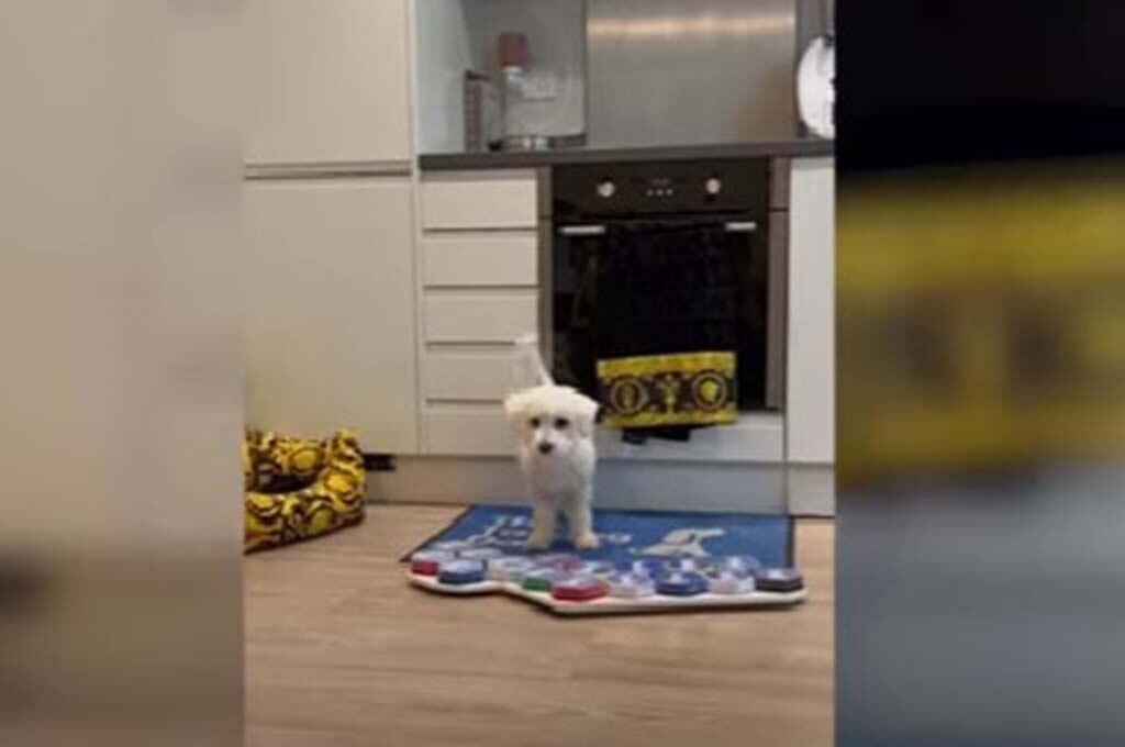 Perro con tablero parlante