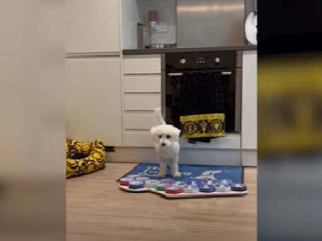 Perro con tablero parlante