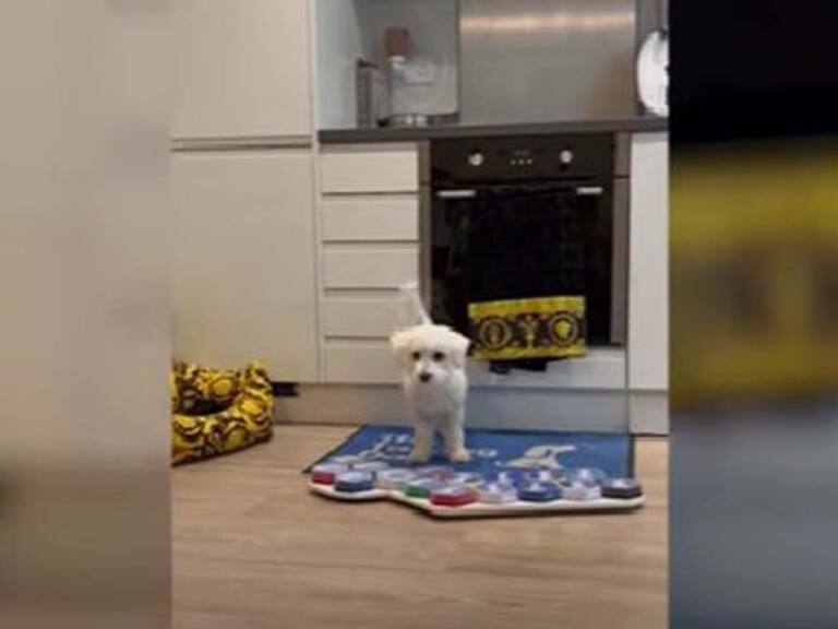 Un perro se comunica con su dueño con un tablero parlante