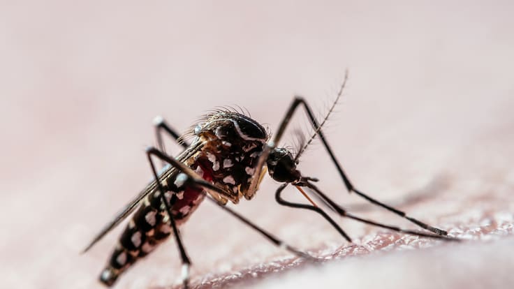 Declaran Alerta Amarilla en Antofagasta por presencia de mosquito transmisor del dengue