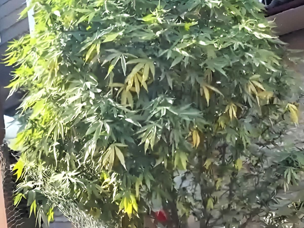 San Bernardo: Carabineros descubre “árbol navideño” hecho de marihuana, con luces y de 3 metros de altura