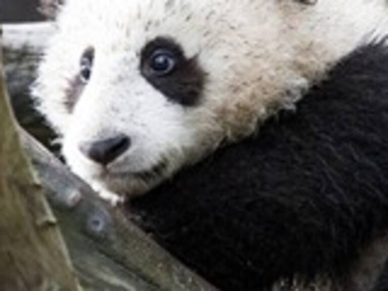 Si buscas trabajo, en China están contratando gente para abrazar pandas