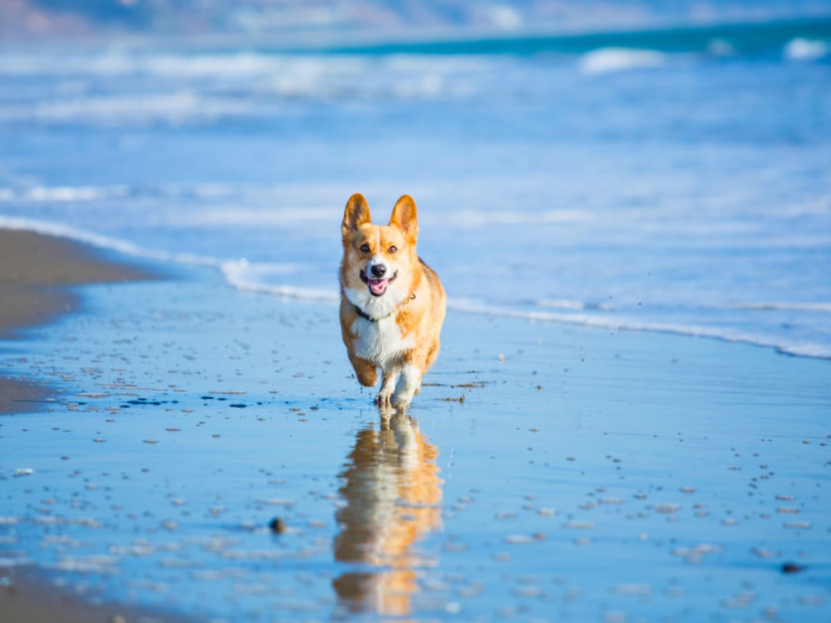 Vacaciones de verano 2026: ¿Se puede ir con perros a la playa en Chile?