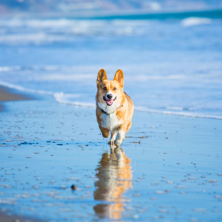 Vacaciones de verano 2026: ¿Se puede ir con perros a la playa en Chile?