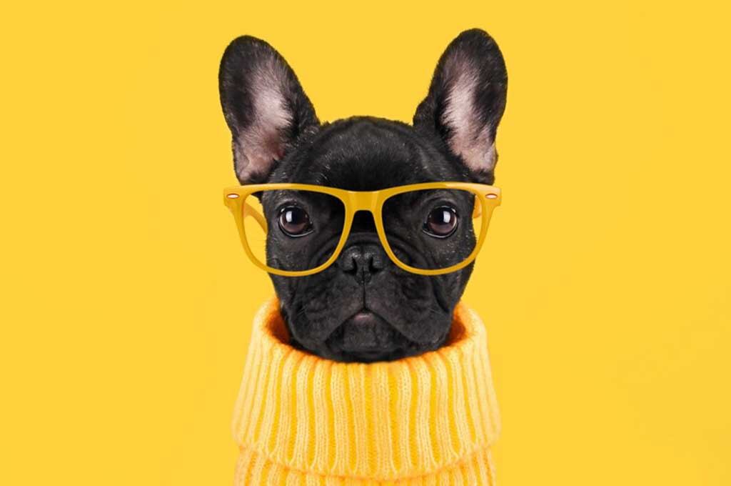 Perro viral