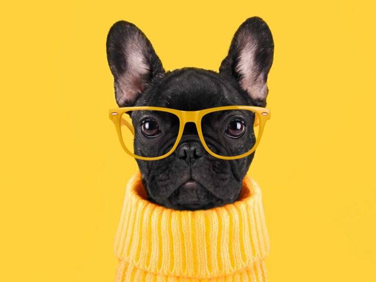 Perro viral