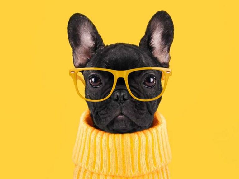 Perro reacciona a la «palabra mágica» para salir a pasear y el video es viral en YouTube