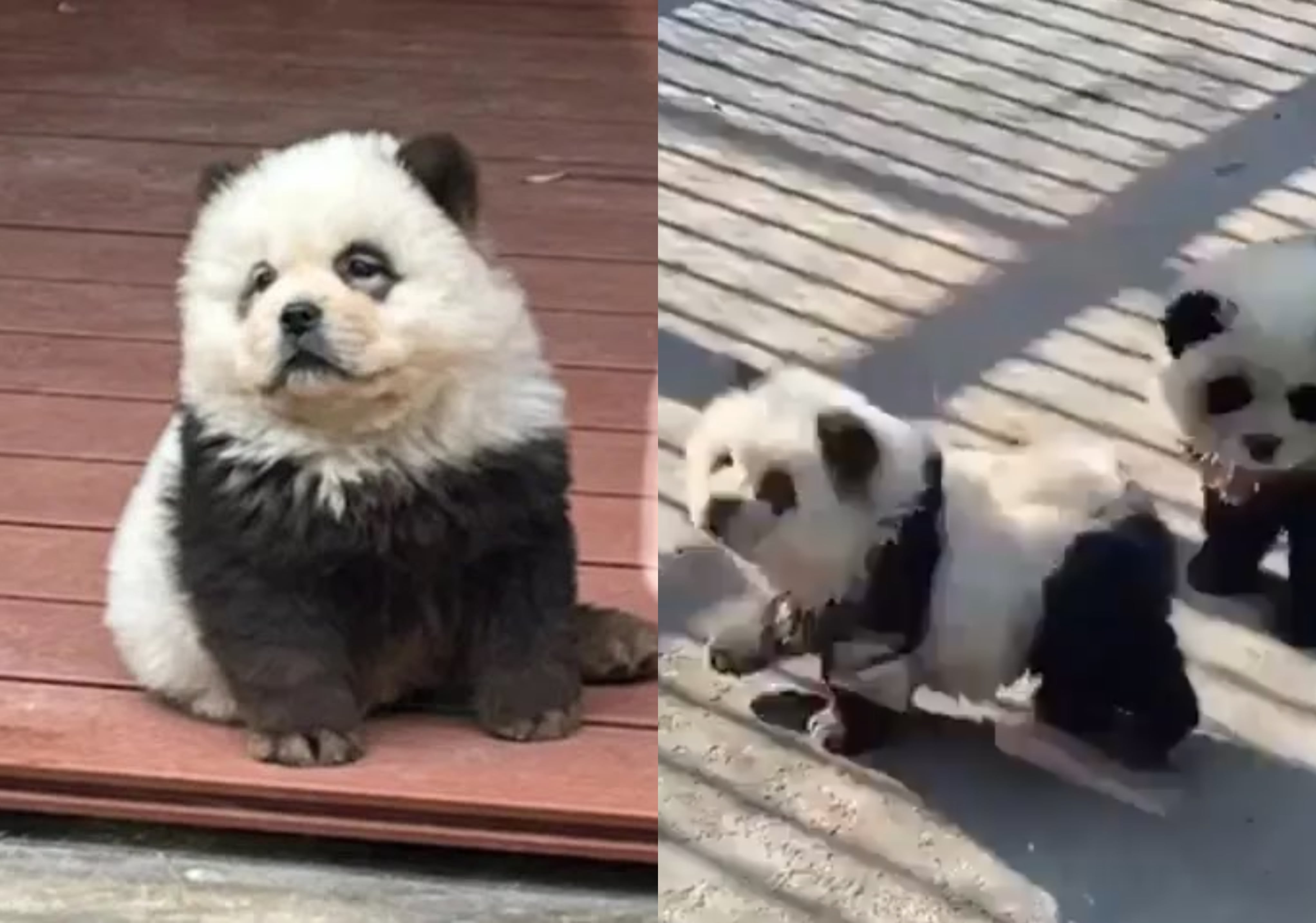 Capturas