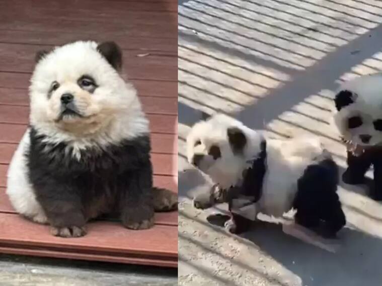 Capturas