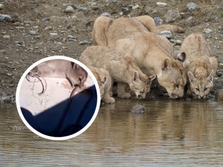 Brutal acción contra familia de pumas en Cochamó: habrian matado a la madre y arrojado los cachorros al río
