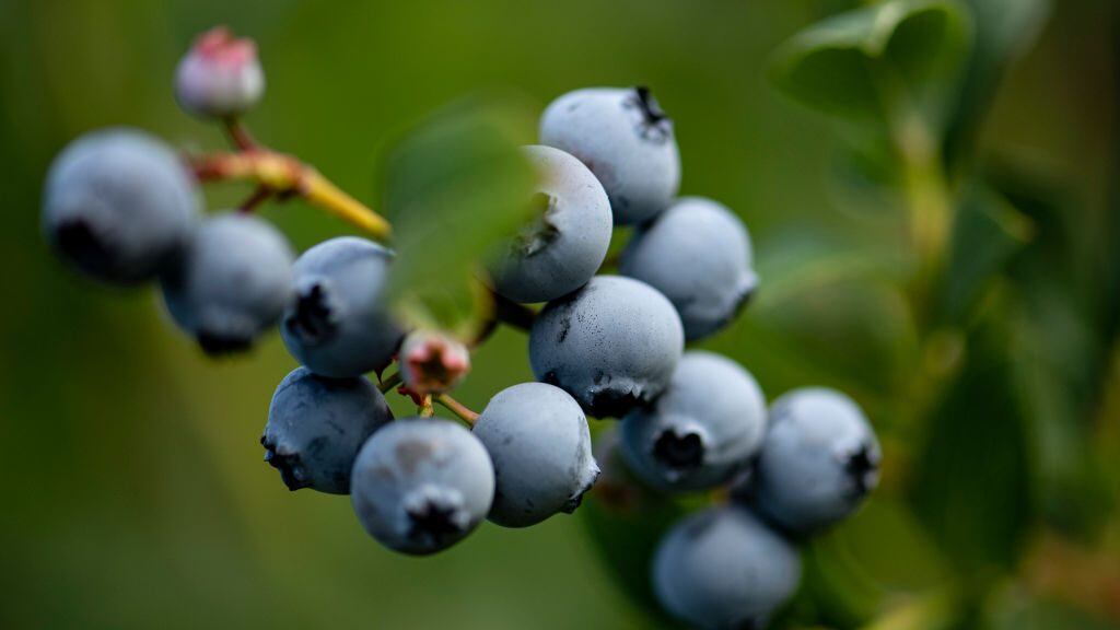 31 July 2022, Brandenburg, Klaistow: Blueberries hang on the blueberry self-picking of the asparagus farm Buschmann Winkelmann on the bush. Photo: Fabian Sommer/dpa (Photo by Fabian Sommer/picture alliance via Getty Images)