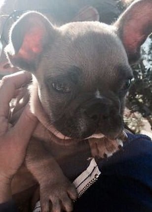 Koji – Daily Mail