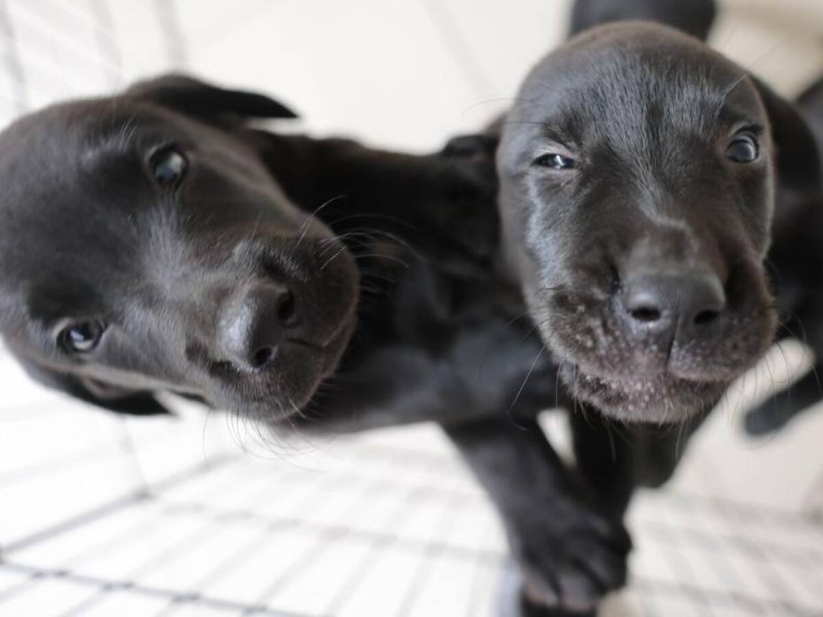 PDI presenta a su nueva camada de detectives caninos y lanza encuesta para nombrarlos
