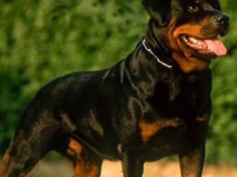 Las nueve razas de perro que son consideradas potencialmente peligrosas