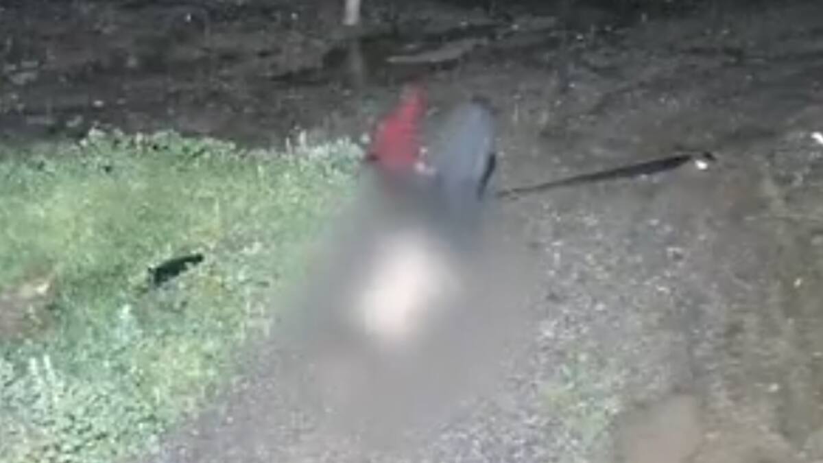 PDI desbarata a banda dedicada al abigeato y posterior faena en mataderos clandestinos en Isla de Maipo