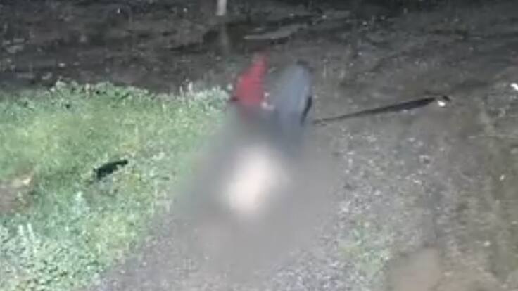 PDI desbarata a banda dedicada al abigeato y posterior faena en mataderos clandestinos en Isla de Maipo