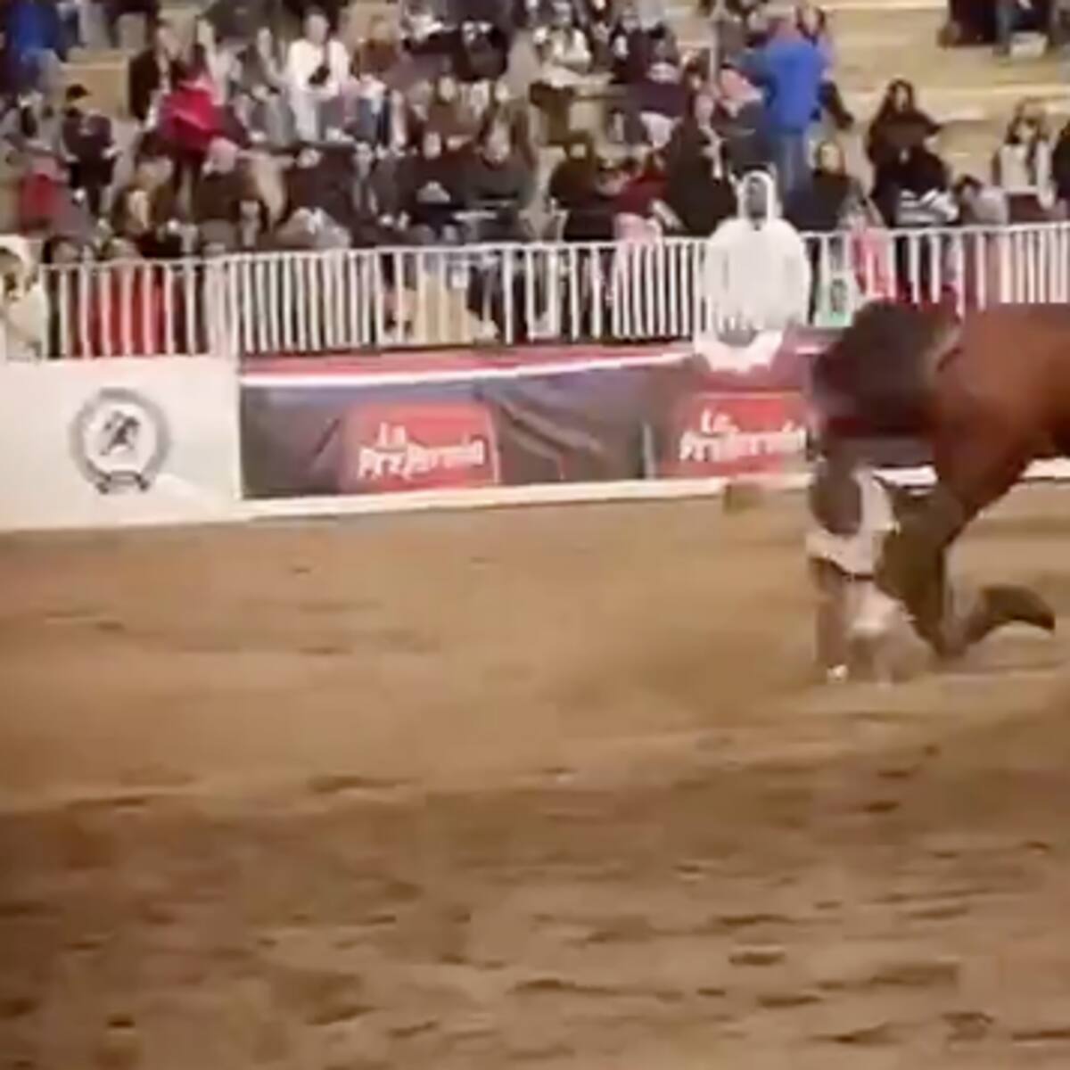 Actualizan estado de salud de Carabinero del Cuadro Verde que sufrió aparatosa caída durante show en La Reina