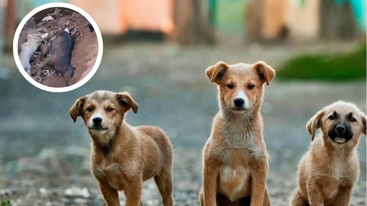 Imágenes fuertes: impacto por hallazgo de cachorros atrapados junto a cadáveres de otros animales