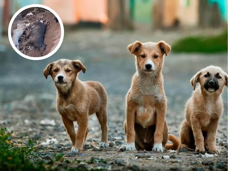 Imágenes fuertes: impacto por hallazgo de cachorros atrapados junto a cadáveres de otros animales