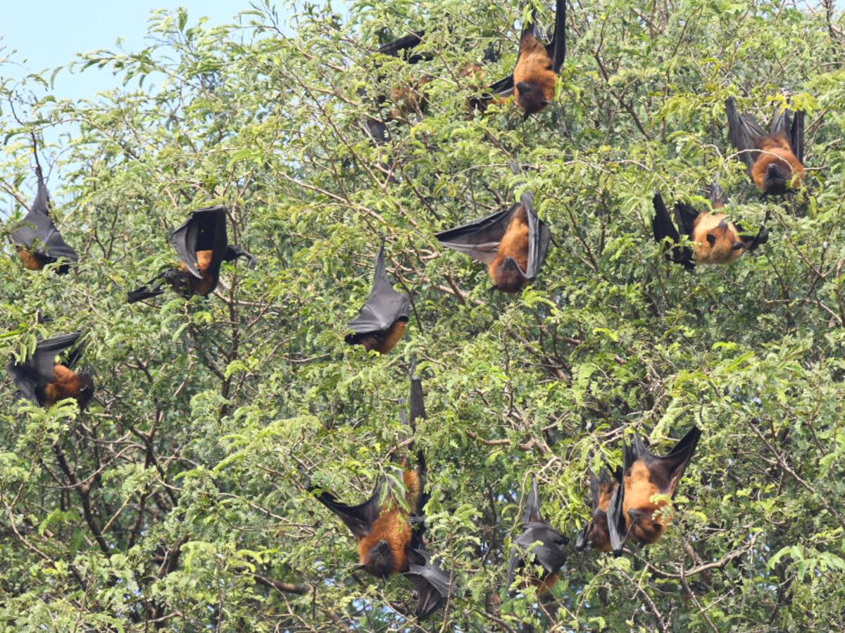 Alerta en China: nuevo virus en murciélagos de huertos frutales genera preocupación en el gigante asiático