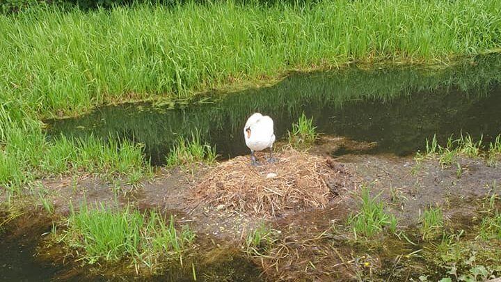 Cisne Inglaterra