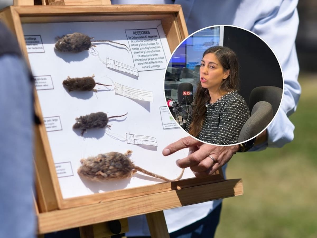 Alerta en Chile por hantavirus: contagios ya superan todo 2025 y la letalidad salta al 39%