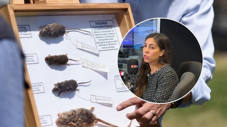 Alerta en Chile por hantavirus: contagios ya superan todo 2025 y la letalidad salta al 39%