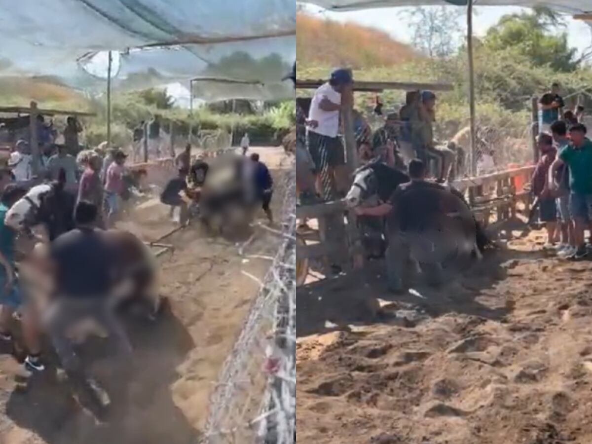 Maltrato animal en Quilicura