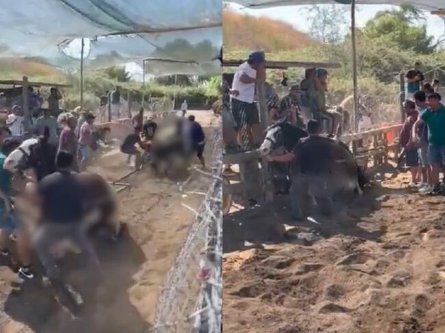 Maltrato animal en Quilicura