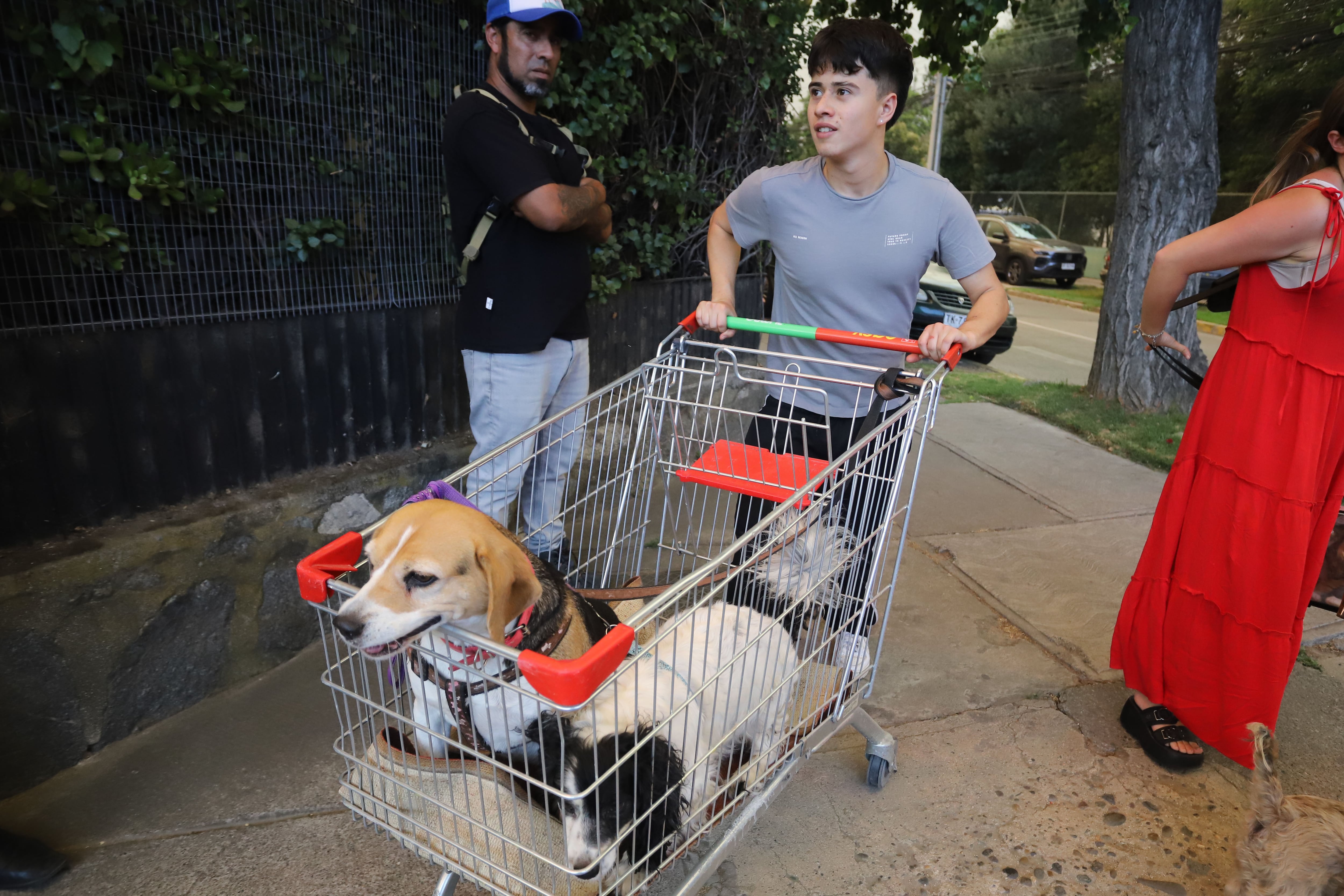 03 DE FEBRERO DE 2024/VIÑA DEL MAR
Cientos de personas evacuaron a adultos mayores, sus animales y pertenecias, luego de que el fuego amenazara el sector de Miraflores Bajo
FOTO: MANUEL LEMA OLGUIN/AGENCIAUNO