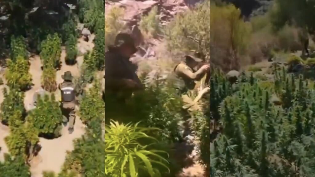 Decomisan más de 9 mil plantas de marihuana tras operativo en la Región de Coquimbo
