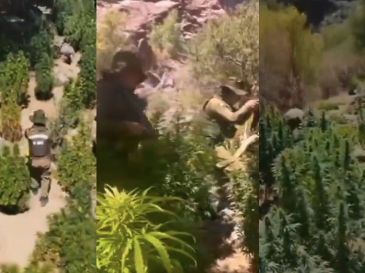 Decomisan más de 9 mil plantas de marihuana tras operativo en la región de Coquimbo