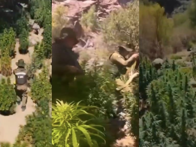 Decomisan más de 9 mil plantas de marihuana tras operativo en la Región de Coquimbo