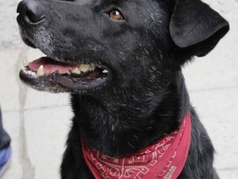 Revista de arte internacional destaca al «Negro Matapacos» como símbolo mundial de protesta