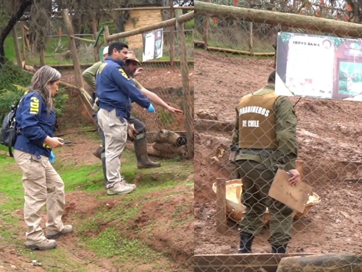 PDI investiga brutal ataque en Zoológico de Quilpué: más de 20 animales murieron