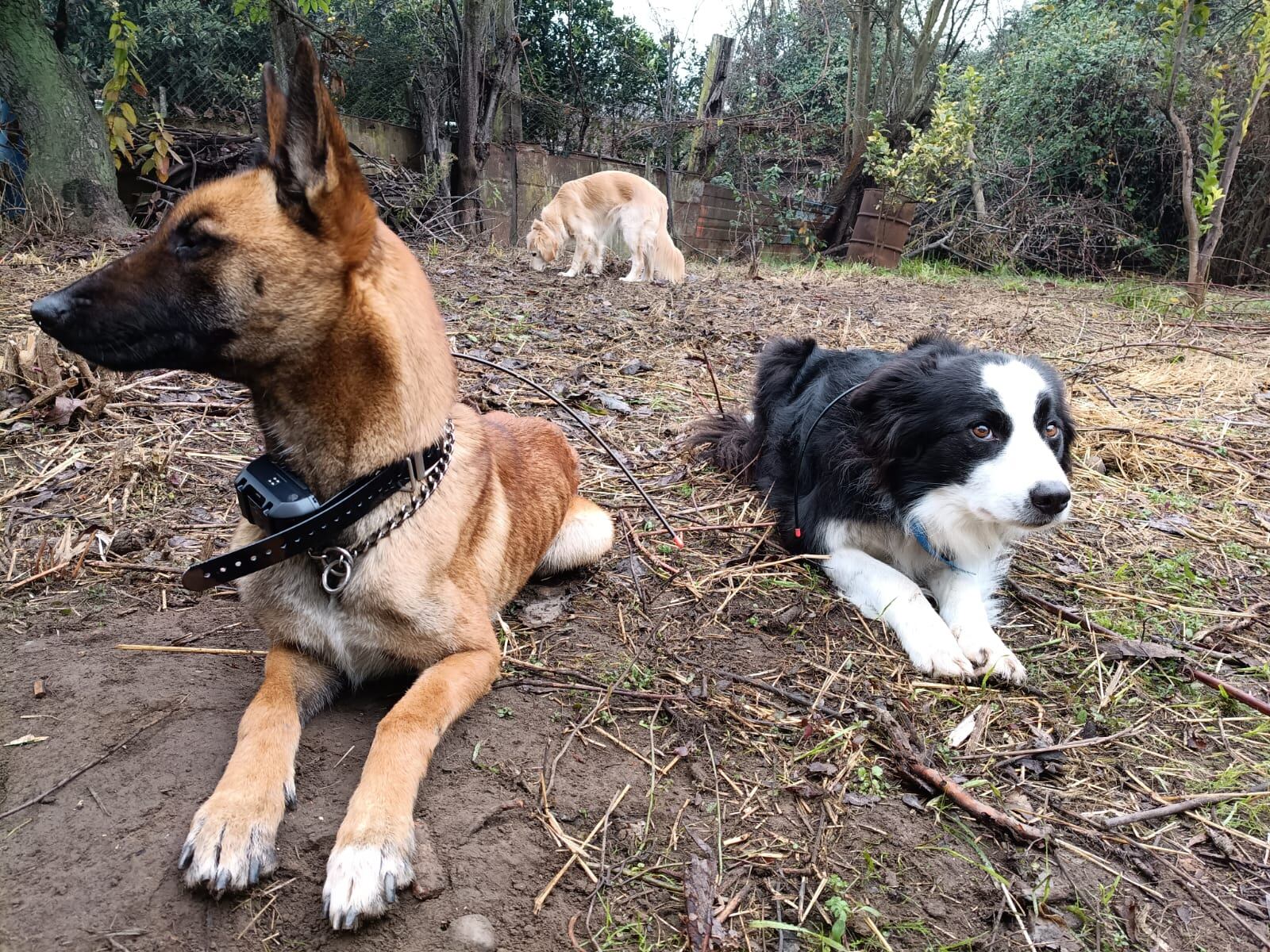 Perros de rescate de KSAR Chile optimizarán la búsqueda de personas desaparecidas