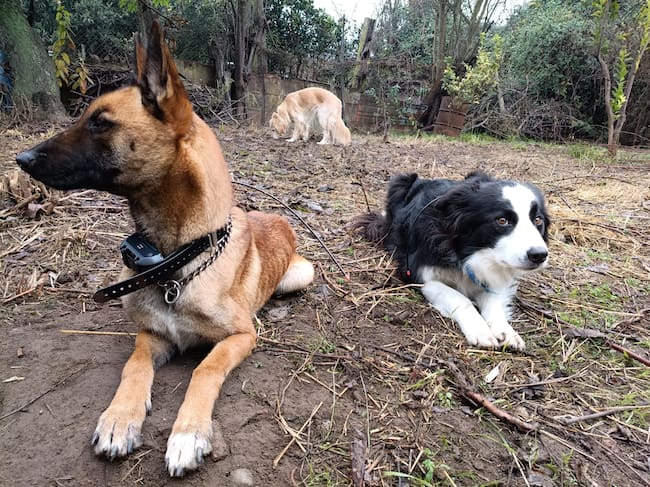 Perros de rescate de KSAR Chile optimizarán la búsqueda de personas desaparecidas