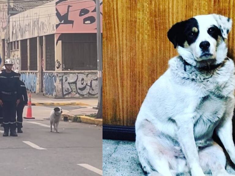 ¿Quién es Copón? el perrito viral que marcha con Bomberos en Valparaíso