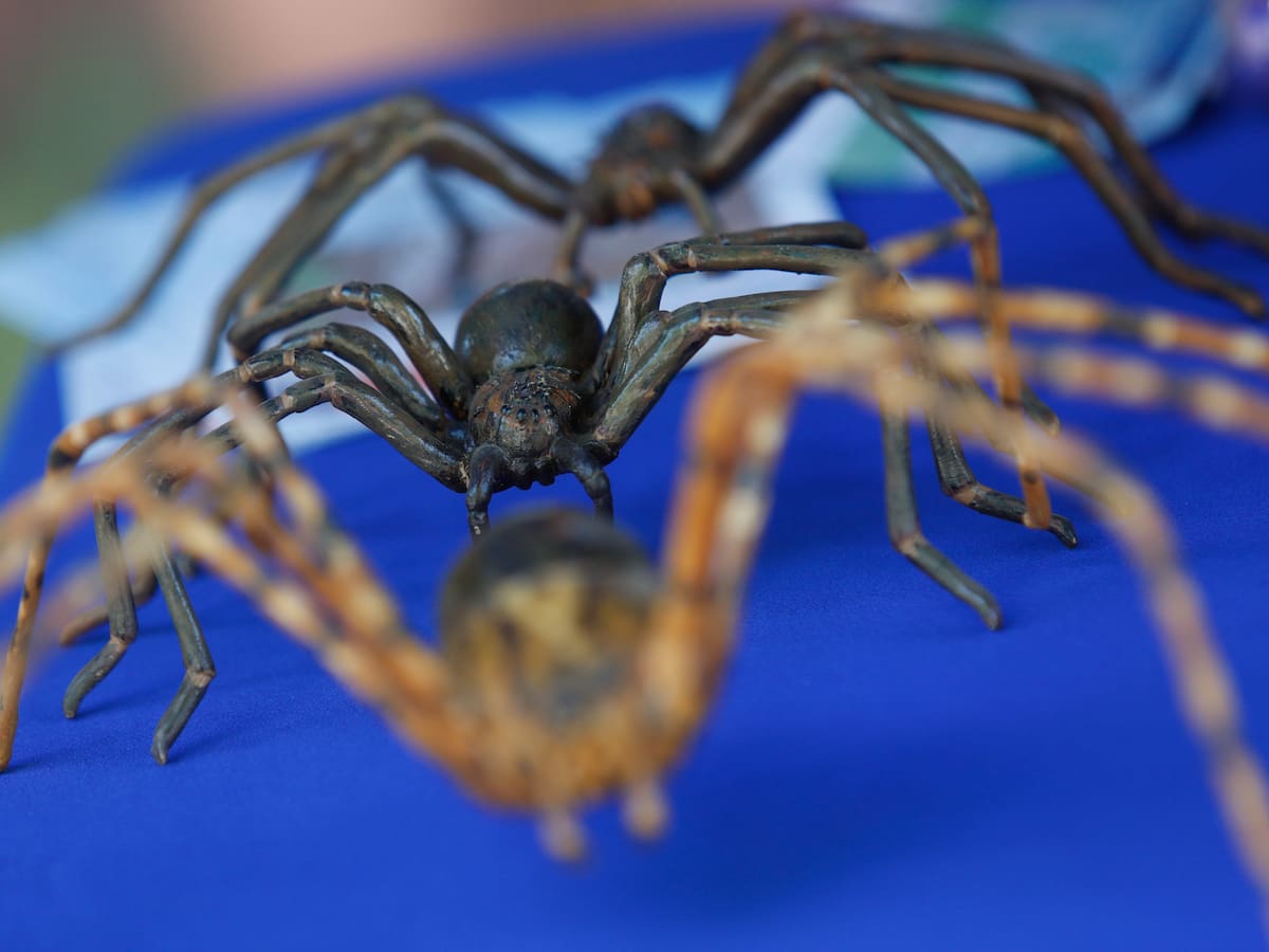 Sería tan dañina como la de rincón, pero muchísimo más grande: esta es otra peligrosa araña que habita en Chile