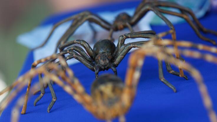 Sería tan dañina como la de rincón, pero muchísimo más grande: esta es otra peligrosa araña que habita en Chile