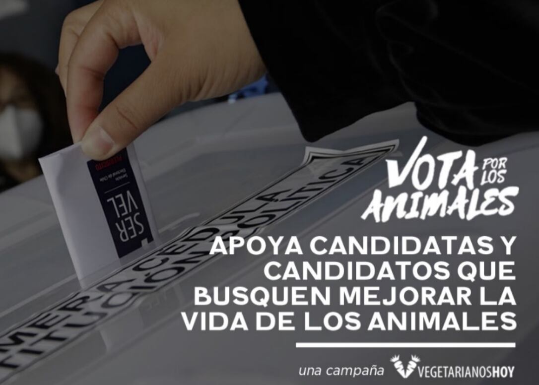 «Vota por los animales»: sitio web informa sobre qué presidenciables incorporan propuestas sobre animales