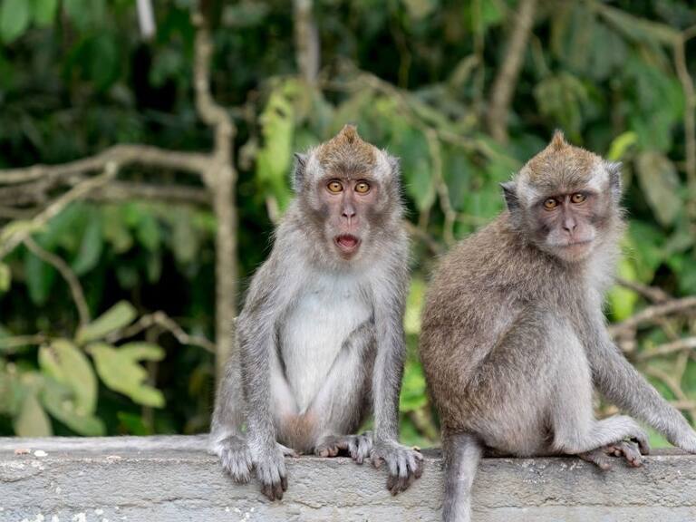 Murió en China el primer humano por el virus del mono B