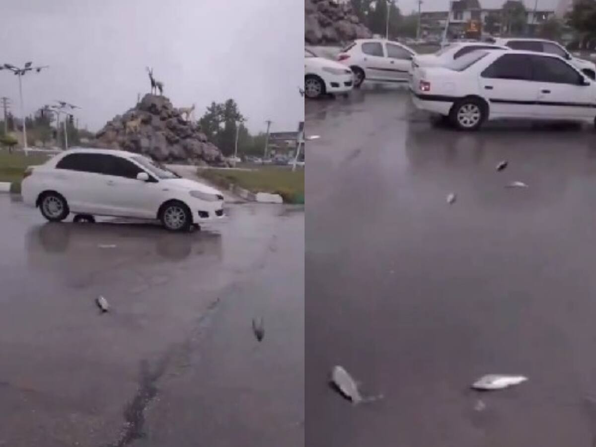 Lluvia de peces en Irán: el extraño fenómeno que sorprendió a los habitantes del país y que se viralizó en redes sociales