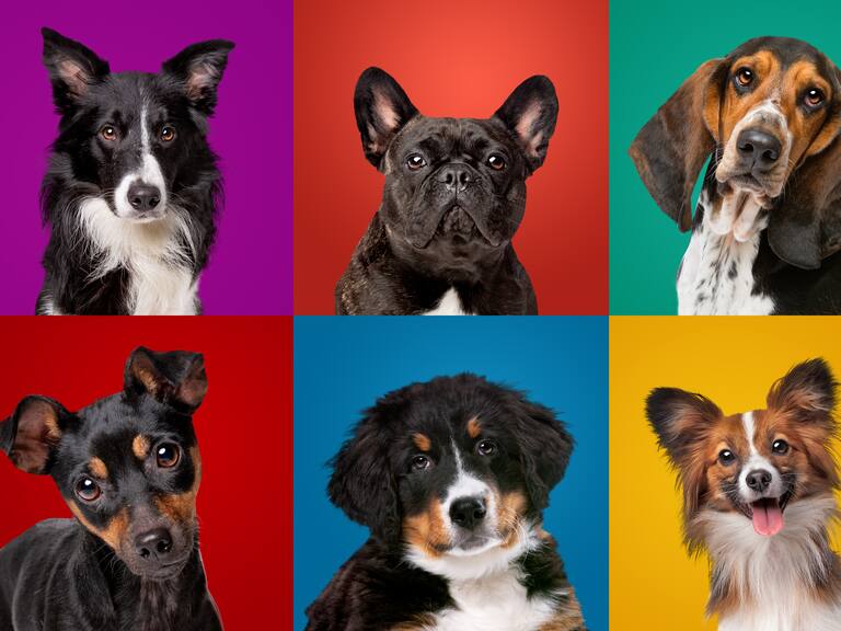 Cuáles son las diez razas de perro que tienen mejor comportamiento (y las más problemáticas)