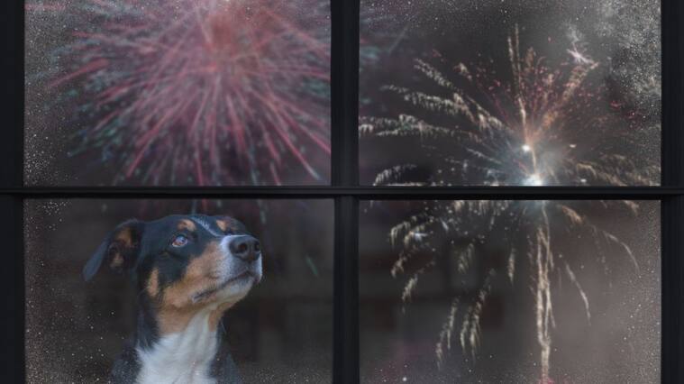 fuegos artificiales - mascotas
