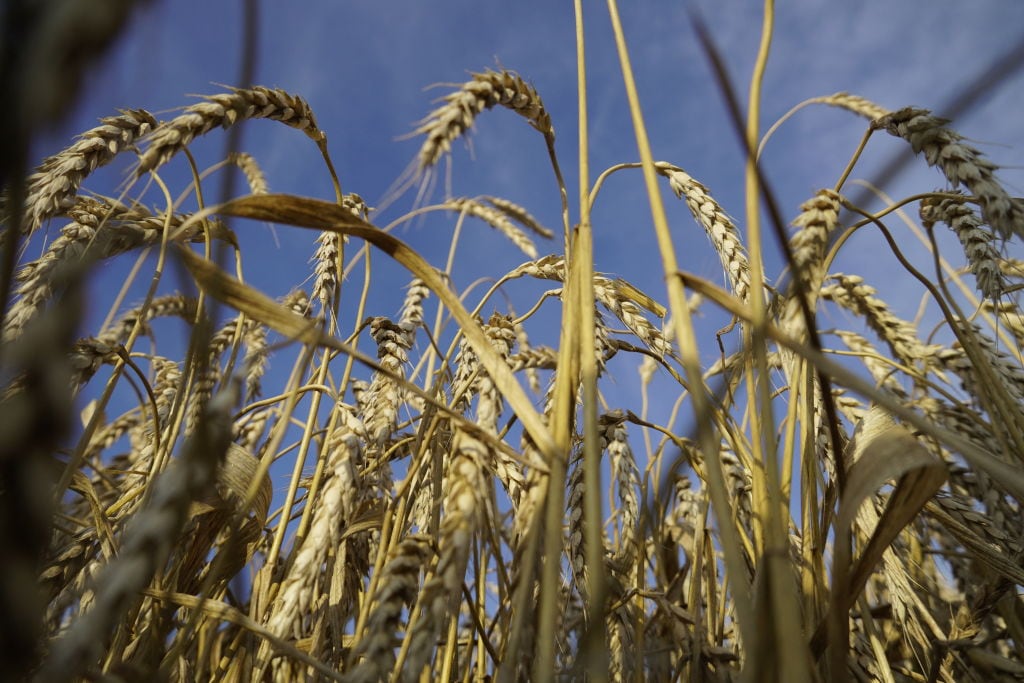 Granja cultiva trigo para producir cereales en Nedvigovka de Rusia